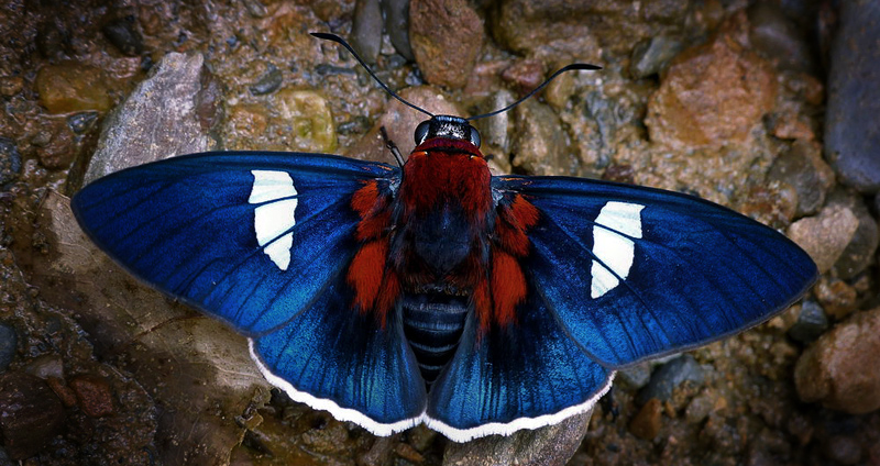 Comet Skipper, Yanguna cometes. Caranavi d 17 january 2013.  Photographer; Michael F.