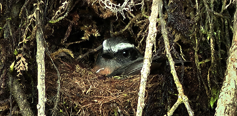 Gnateater, Sacramento de Alto, Yungas, Bolivia d. 3 January 2013. Photographer;  Peter Mllmann