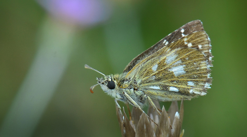 Skærbredpande, Pyrgus serratulae. Palauzovo, Bulgarien d. 5 juli 2013. Fotograf; Martin Bjerg