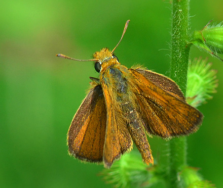 Kalkbredpande, Thymelicus actaon. Jeravna, Bulgarien. d. 1 juli 2013. Fotograf:  Martin Bjerg