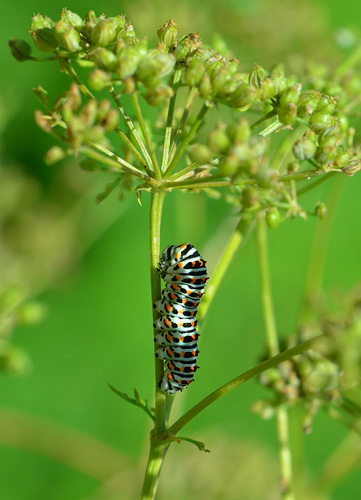 Svalehale, Papilio machaon larve i sidste stadie. Konevets, Bulgarien. d. 2 juli 2013. Fotograf:  Martin Bjerg