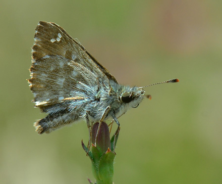 Marmorbredpande, Carcharodus alceae. Topolovgrad, Bulgarien d. 2 juli 2013. Fotograf: Martin Bjerg