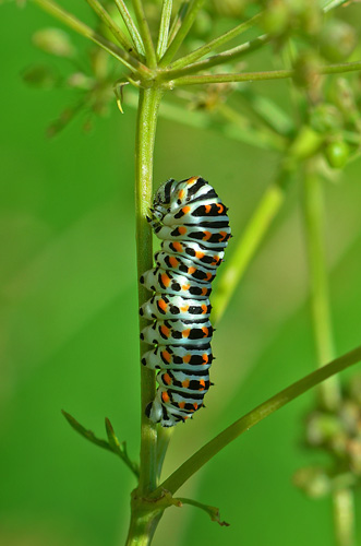 Svalehale, Papilio machaon larve i sidste stadie. Konevets, Bulgarien. d. 2 juli 2013. Fotograf:  Martin Bjerg