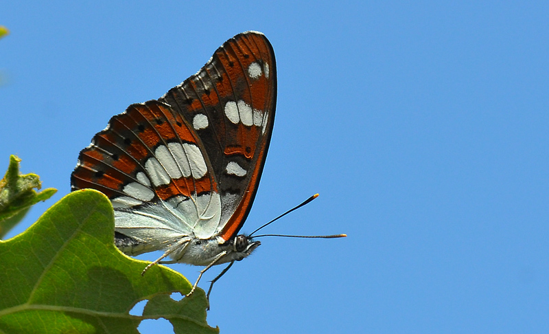 Sydlig hvid admiral, Limenitis reducta. Topolovgrad, Bulgarien d. 2 juli 2013. Fotograf: Martin Bjerg