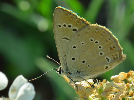 stlig Pelsblfugl, Polyommatus (Agrodiaetus) admetus. Jeravna, Bulgarien d. 6 juli 2013. Fotograf; Martin Bjeg