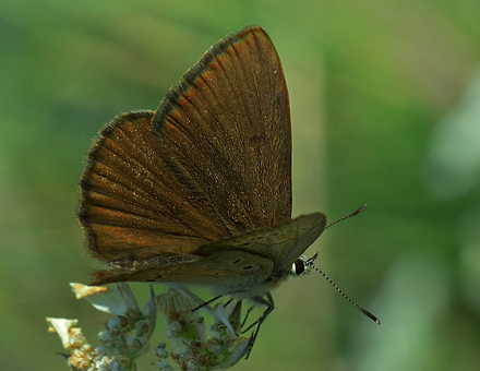 stlig Pelsblfugl, Polyommatus (Agrodiaetus) admetus. Jeravna, Bulgarien d. 6 juli 2013. Fotograf; Martin Bjerg