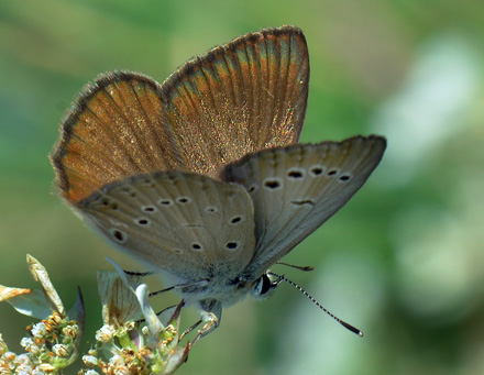 stlig Pelsblfugl, Polyommatus (Agrodiaetus) admetus. Jeravna, Bulgarien d. 6 juli 2013. Fotograf; Martin Bjeg