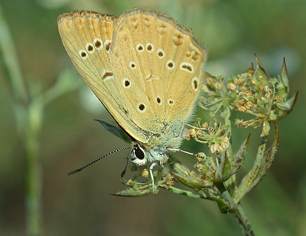 stlig Pelsblfugl, Polyommatus (Agrodiaetus) admetus. Jeravna, Bulgarien d. 6 juli 2013. Fotograf; Martin Bjeg