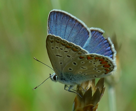 Klippeblfugl, Polyommatus eros ssp. eroides. Mokren, Bulgarien d. 2 juli 2013. Fotograf; Martin Bjerg