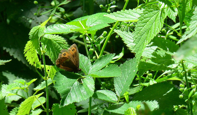 Lille Skov-Bjergrandje, Erebia euryale. Rakove, Bulgarien. d. 4 juli 2013. Fotograf:  Martin Bjerg