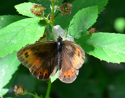 Lille Skov-Bjergrandje, Erebia euryale. Rakove, Bulgarien. d. 4 juli 2013. Fotograf:  Martin Bjerg