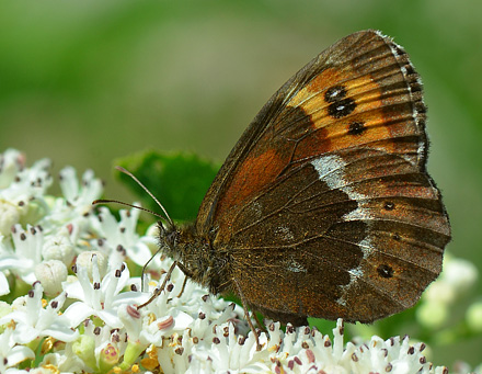 Lille Skov-Bjergrandje, Erebia euryale. Rakove, Bulgarien. d. 4 juli 2013. Fotograf:  Martin Bjerg