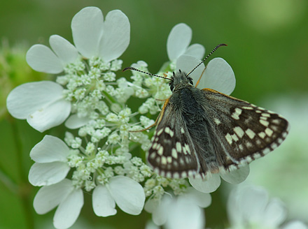 Gulbndet Bredpande, Pyrgus sidae. Jeravna, Bulgarien. d. 30 juni 2013. Fotograf:  Martin Bjerg