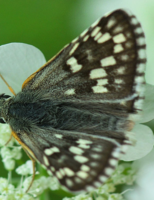 Gulbndet Bredpande, Pyrgus sidae. Jeravna, Bulgarien. d. 30 juni 2013. Fotograf:  Martin Bjerg