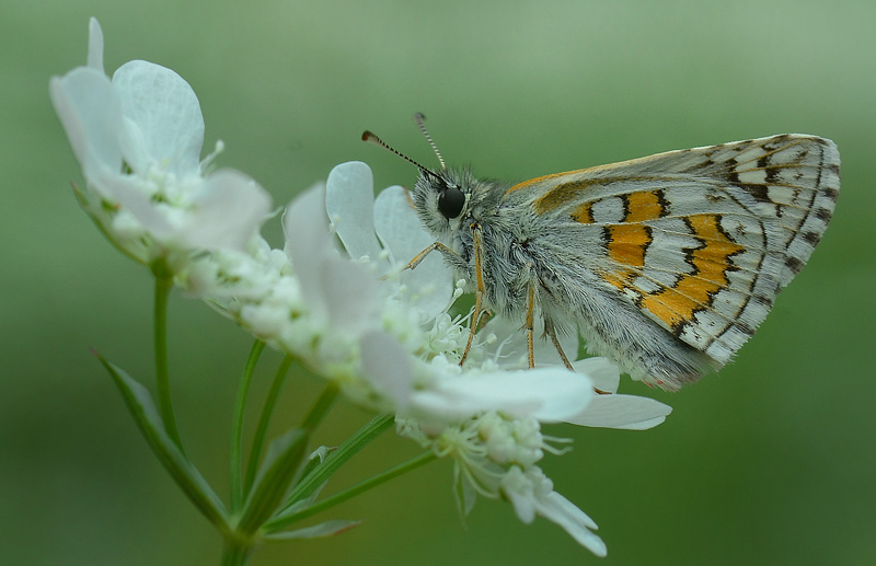 Gulbndet Bredpande, Pyrgus sidae. Jeravna, Bulgarien. d. 30 juni 2013. Fotograf:  Martin Bjerg