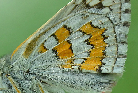 Gulbndet Bredpande, Pyrgus sidae. Jeravna, Bulgarien. d. 30 juni 2013. Fotograf:  Martin Bjerg