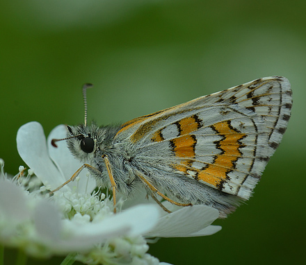 Gulbndet Bredpande, Pyrgus sidae. Jeravna, Bulgarien. d. 30 juni 2013. Fotograf:  Martin Bjerg