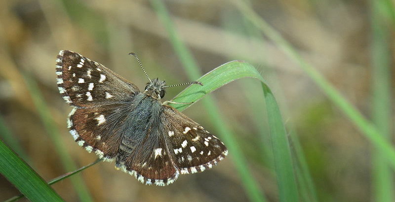 Spttet Bredpande, Pyrgus malvae. Palauzovo, Bulgarien d. 5 juli 2013. Fotograf; Martin Bjerg