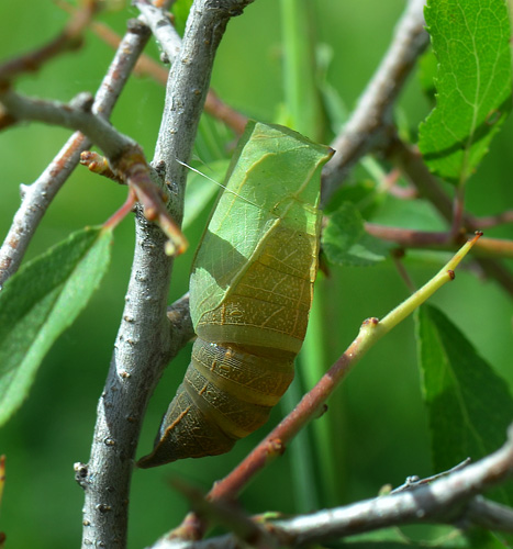 Sydeuropisk svalehale, Iphiclides podalirius. Jeravna, Bulgarien d. 30 juni 2013. Fotograf:  Martin Bjerg