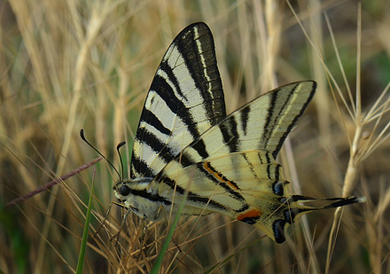 Sydeuropisk svalehale, Iphiclides podalirius. Jeravna, Bulgarien d. 30 juni 2013. Fotograf:  Martin Bjerg