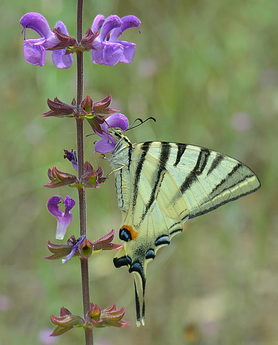 Sydeuropisk svalehale, Iphiclides podalirius. KarnobatIskra, Bulgarien d. 5 juli 2013. Fotograf:  Martin Bjerg