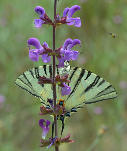 Sydeuropisk svalehale, Iphiclides podalirius. KarnobatIskra, Bulgarien d. 5 juli 2013. Fotograf:  Martin Bjerg