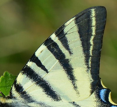 Sydeuropisk svalehale, Iphiclides podalirius. Mokren, Bulgarien d. 2 juli 2013. Fotograf:  Martin Bjerg