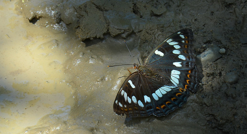 Poppelsommerfugl, Limenitis populi hun. Rakovo, Bulgarien d. 4 juli 2013. Fotograf; Martin Bjerg