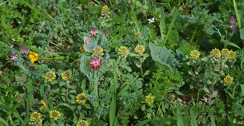 Spring Copper, Tomares ballus. Aragon Candasnos, Spain d. 23 march 2013. Photographer; Martin Bjerg