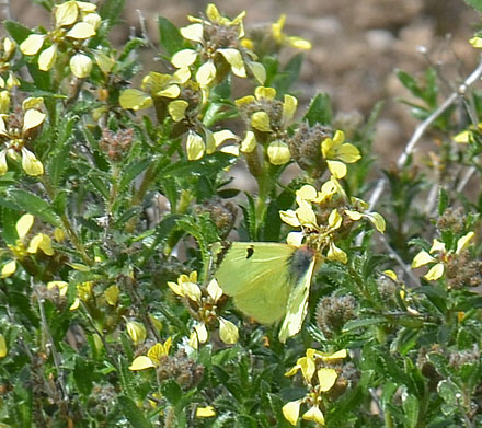 Spansk Gul Sorttip, Euchloe (Elphinstonia) bazae p Boleum asperum. Aragon Candasnos, Spain d. 23 march 2013. Photographer; Martin Bjerg