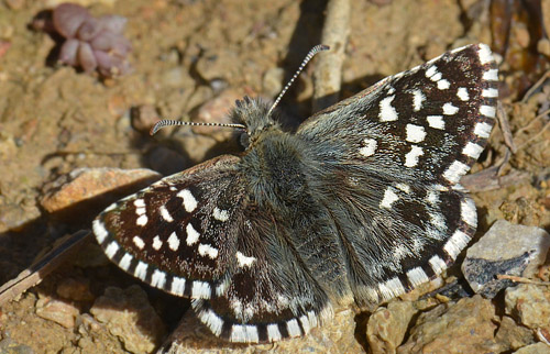 Sydlig Spttet Bredpande, Pyrgus malvoides. Castelln Porto de las Cabrilllas, Spain d. 25 march 2013. Photographer; Martin Bjerg