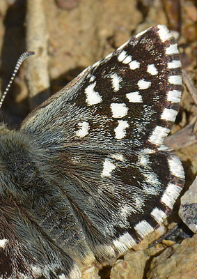 Sydlig Spttet Bredpande, Pyrgus malvoides. Castelln Porto de las Cabrilllas, Spain d. 25 march 2013. Photographer; Martin Bjerg