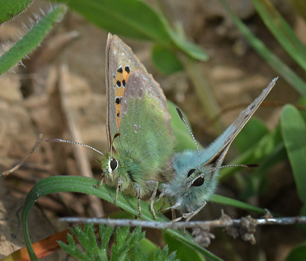 Spring Copper, Tomares ballus. Aragon Candasnos, Spain d. 23 march 2013. Photographer; Martin Bjerg