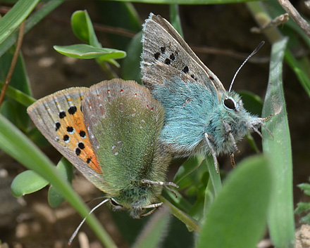 Spring Copper, Tomares ballus. Aragon Candasnos, Spain d. 23 march 2013. Photographer; Martin Bjerg