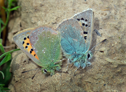 Spring Copper, Tomares ballus. Aragon Candasnos, Spain d. 23 march 2013. Photographer; Martin Bjerg