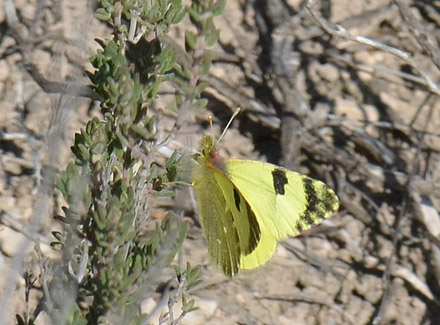 Spansk Gul Sorttip, Euchloe (Elphinstonia) bazae. Aragon Candasnos, Spain d. 24 march 2013. Photographer; Martin Bjerg