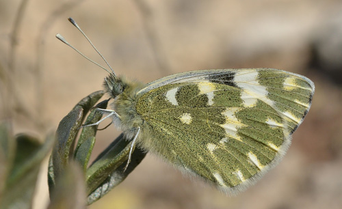 Vestlig Grnbroget Hvidvinge, Pontia daplidice (Linaeus, 1758). Aragon Candasnos, Spain d. 23 march 2013. Photographer; Martin Bjerg