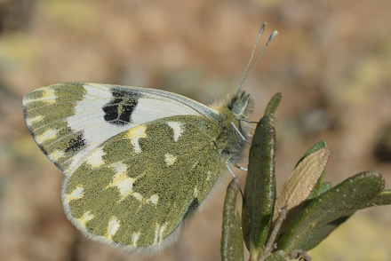 Vestlig Grnbroget Hvidvinge, Pontia daplidice (Linaeus, 1758). Aragon Candasnos, Spain d. 23 march 2013. Photographer; Martin Bjerg