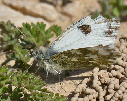 Vestlig Grnbroget Hvidvinge, Pontia daplidice (Linaeus, 1758). Aragon Candasnos, Spain d. 24 march 2013. Photographer; Martin Bjerg