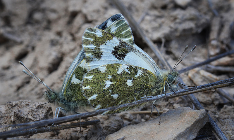 Vestlig Grnbroget Hvidvinge, Pontia daplidice (Linaeus, 1758). Caspe, Aragon Candasnos, Spain d. 24 march 2013. Photographer; Martin Bjerg