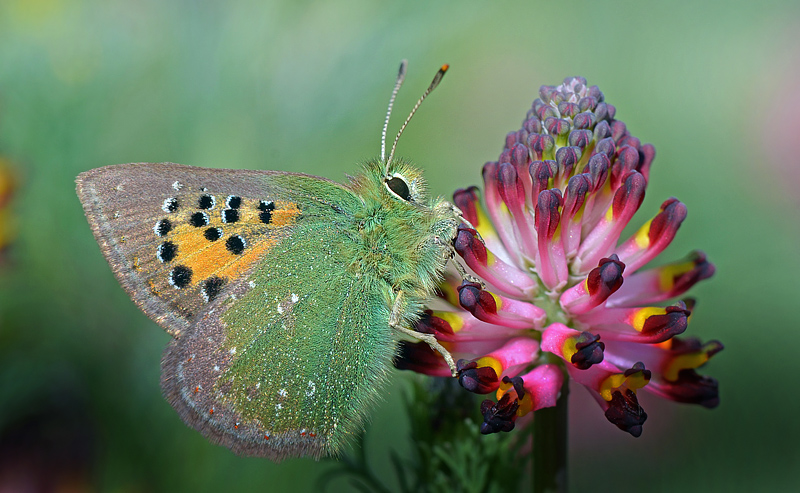 Spring Copper, Tomares ballus. Aragon Candasnos, Spain d. 23 march 2013. Photographer; Martin Bjerg