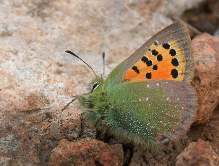 Spring Copper, Tomares ballus. Tarragona El Perell, Spain d. 24 march 2013. Photographer; Martin Bjerg