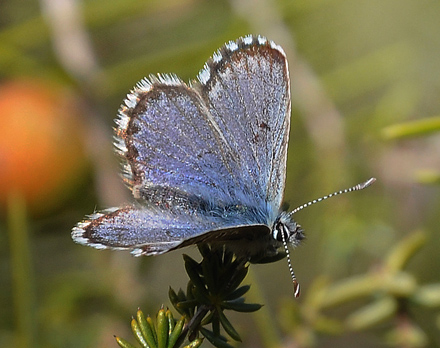 Iberisk Timianblfugl, Scolitantides panoptes han. Begues, Barcelona, Spain d. 28 march 2013. Photographer; Martin Bjerg