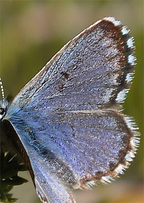 Iberisk Timianblfugl, Scolitantides panoptes han. Begues, Barcelona, Spain d. 28 march 2013. Photographer; Martin Bjerg