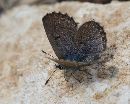 Iberisk Timianblfugl, Scolitantides panoptes hun. Tarragon El Catlar, Spain d. 27 march 2013. Photographer; Martin Bjerg