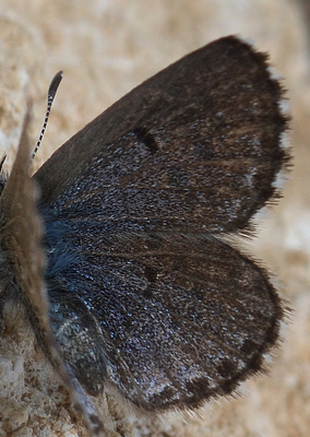 Iberisk Timianblfugl, Scolitantides panoptes hun. Tarragon El Catlar, Spain d. 27 march 2013. Photographer; Martin Bjerg