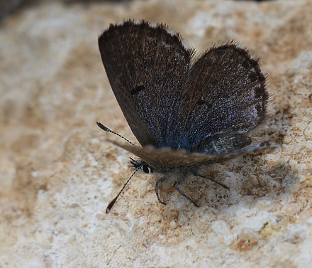 Iberisk Timianblfugl, Scolitantides panoptes hun. Tarragon El Catlar, Spain d. 27 march 2013. Photographer; Martin Bjerg