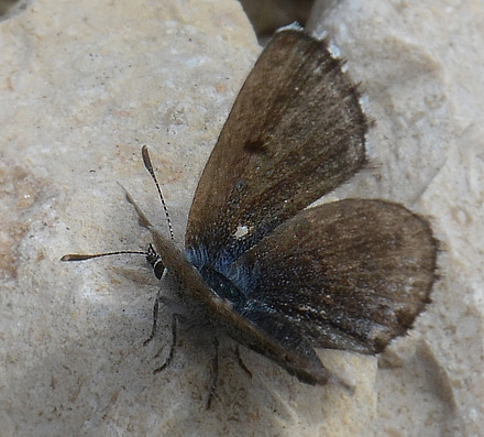 Iberisk Timianblfugl, Scolitantides panoptes hun. Tarragon El Perell, Spain d. 26 march 2013. Photographer; Martin Bjerg