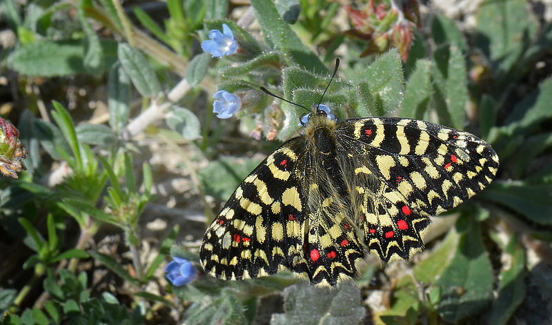 Spanish Festoon, Zerynthia rumina. Aragon Candasnos, Spain d. 24 march 2013. Photographer; Martin Bjerg