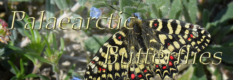 Vestlig Guirlandesommerfugl, Zerynthia rumina. Aragon Candasnos, Spain d. 24 march 2013. Photographer; Martin Bjerg